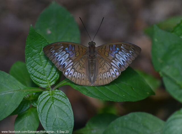 Tanaecia palguna consanguinea
