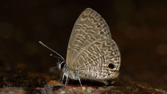 Prosotas dubiosa indica