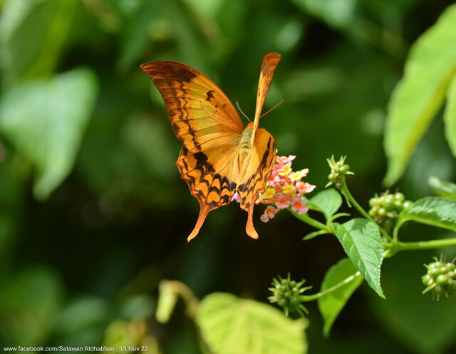 Meandrusa payeni ciminius
