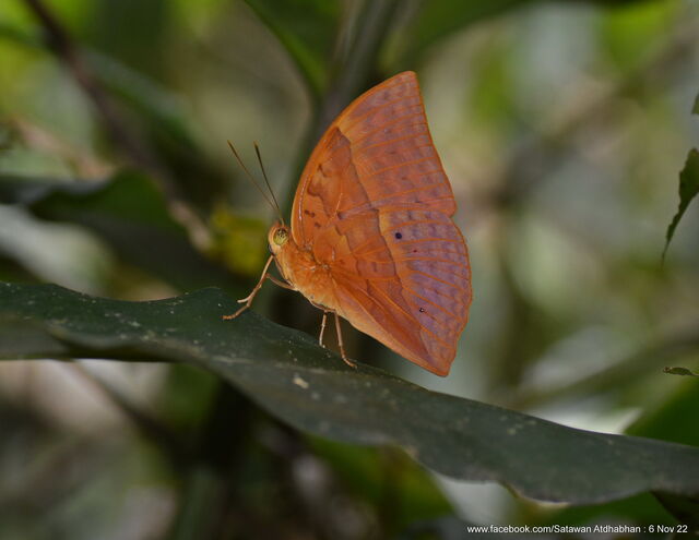 Enispe duranius corbeti