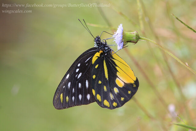 Prioneris thestylis thestylis