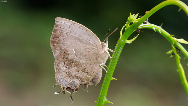 Surendra quercetorum quercetorum
