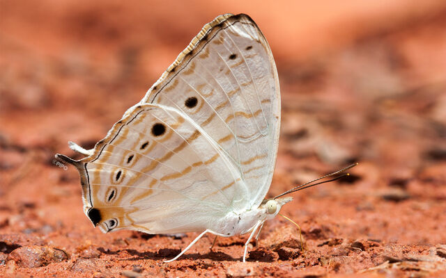 Cyrestis cocles cocles