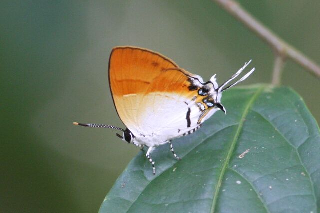 Sithon nedymond ismarus