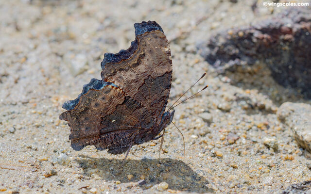 Nymphalis canace canace