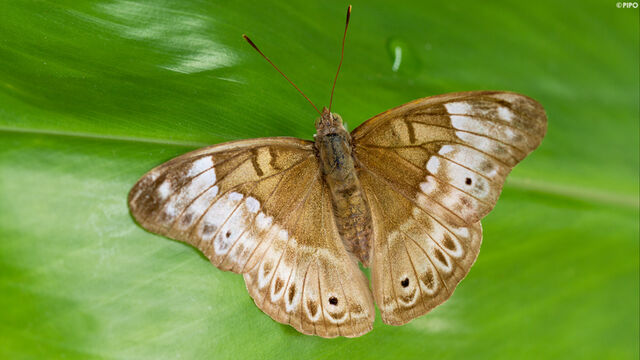 Eulaceura osteria kumana