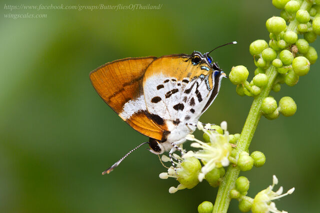 Araotes lapithis lapithis