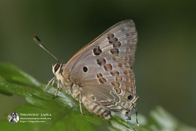 Virachola perse perse