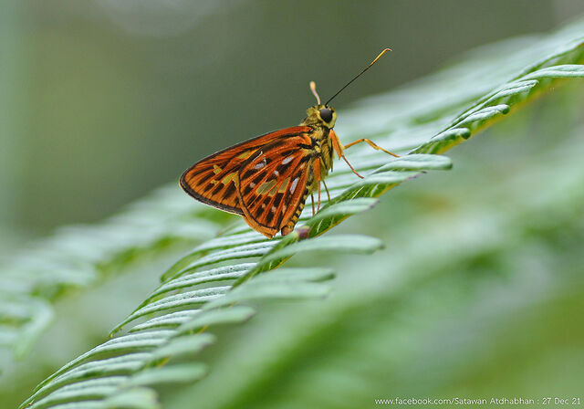 Pyroneura perakana perakana