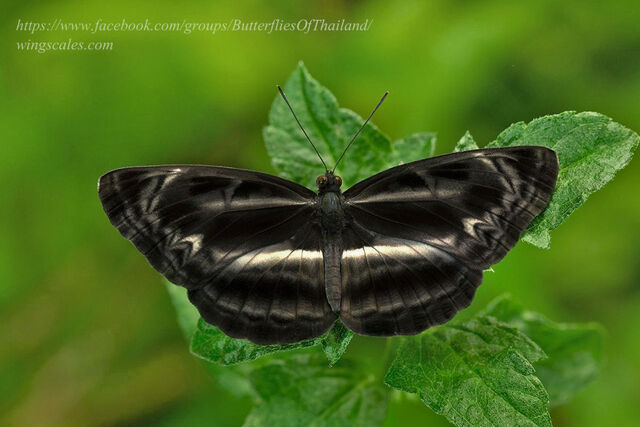 Neptis harita preeyai