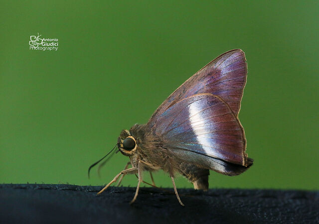 Hasora proxissima siamica