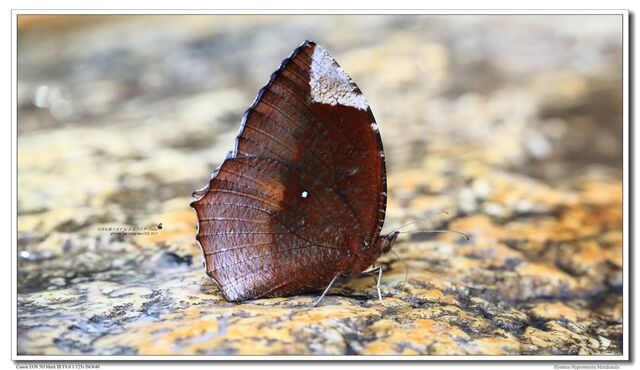 Elymnias hypermnestra tinctoria