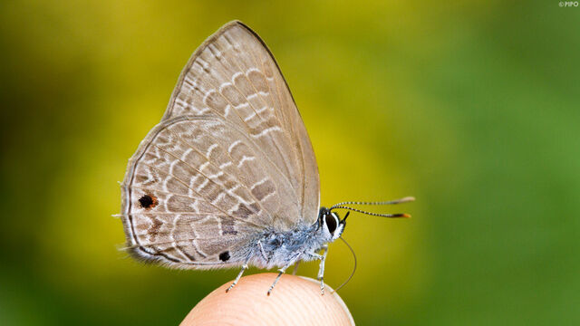 Anthene emolus emolus