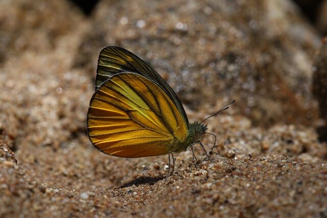 Cepora nadina andersoni