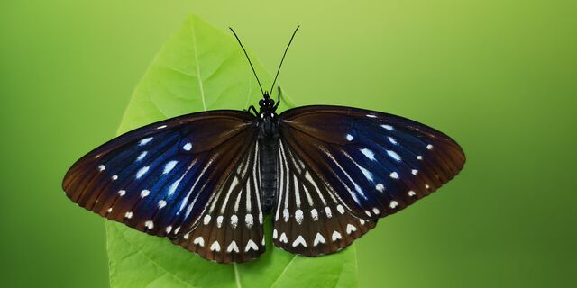 Penthema darlisa mimetica