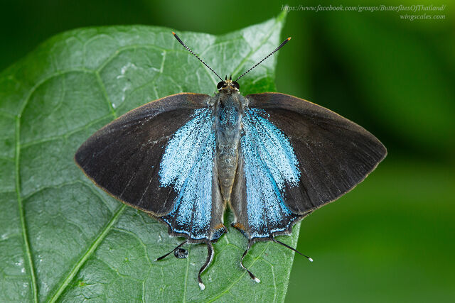 Tajuria yajna ellisi