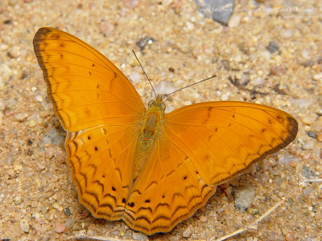 Cirrochroa tyche mithila