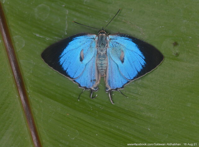 Dacalana burmana burmana