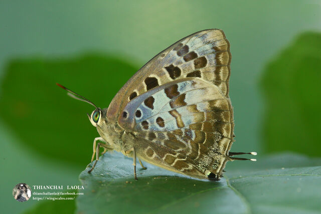 Arhopala hellenore hellenore