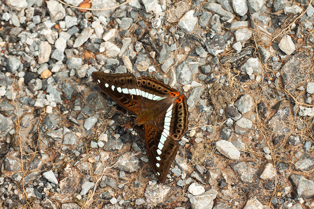 Athyma daraxa daraxa
