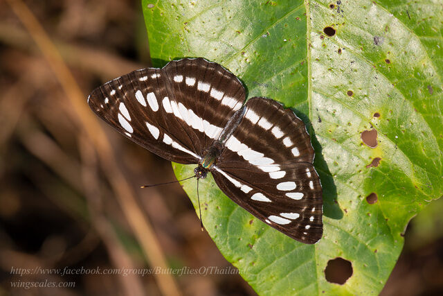 Neptis hylas kamarupa