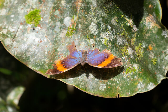 Kallima limborgii amplirufa