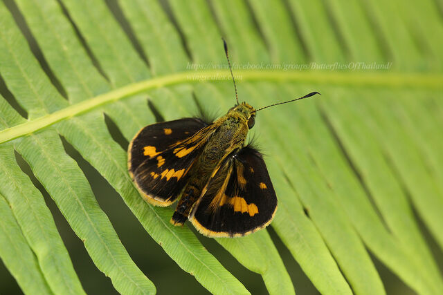 Potanthus trachala tytleri