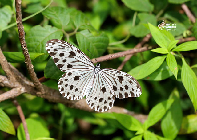 Ideopsis gaura perakana