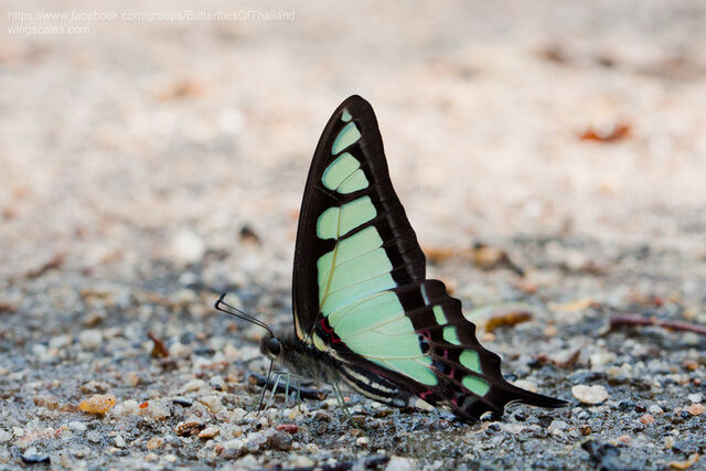Graphium cloanthus cloanthus