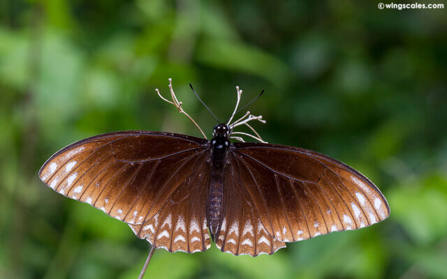 Papilio clytia clytia
