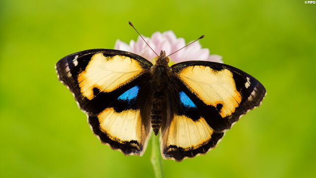 Junonia hierta hierta