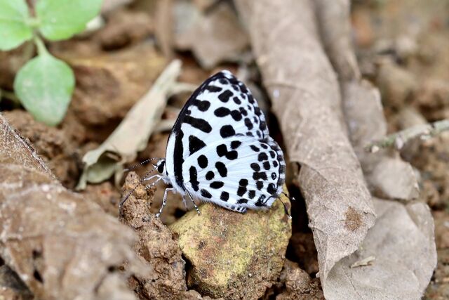 Castalius rosimon rosimon