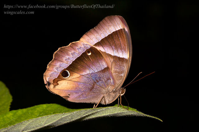 Thaumantis klugius lucipor