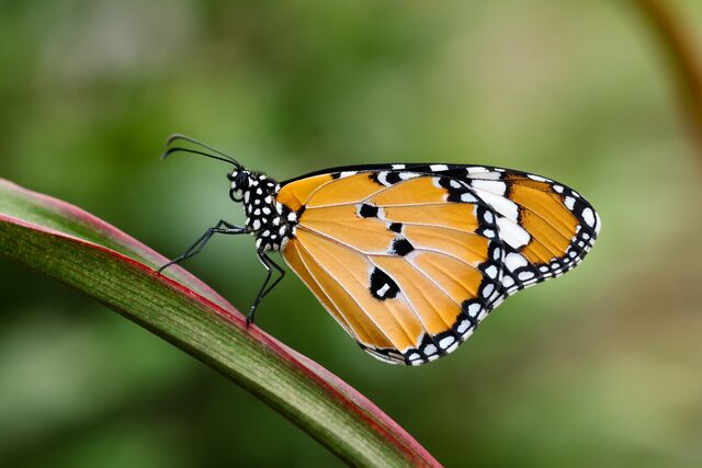 Danaus chrysippus chrysippus