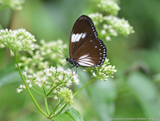 Euripus nyctelius euploeoides