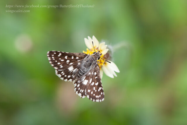 Spialia galba chenga