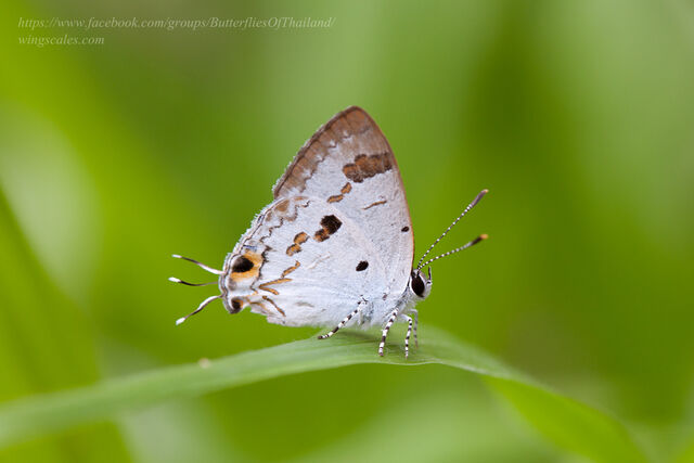 Hypolycaena othona othona