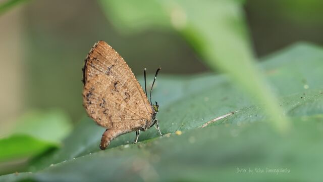 Logania distanti massalia