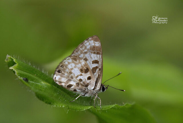 Niphanda cymbia cymbia