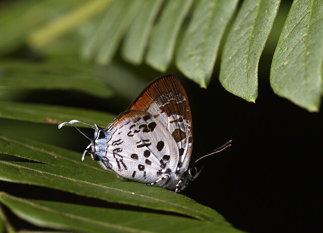 Drupadia estella nicevillei