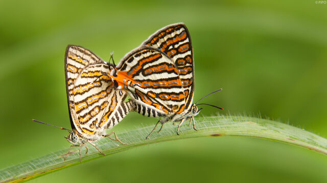 Spindasis vulcanus tavoyanus
