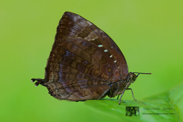 Arhopala centaurus nakula