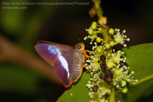 Bibasis sena (transition zone of sena and uniformis)