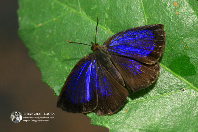 Arhopala paramuta paramuta