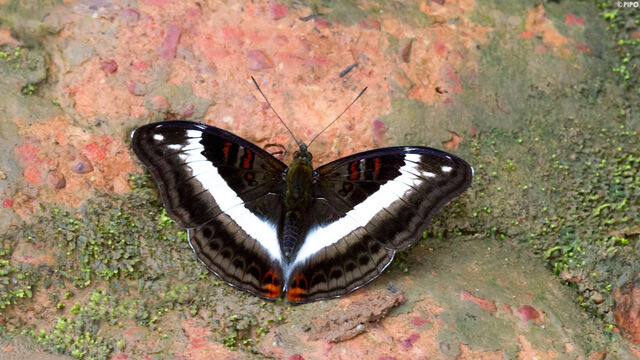 Limenitis dudu secius