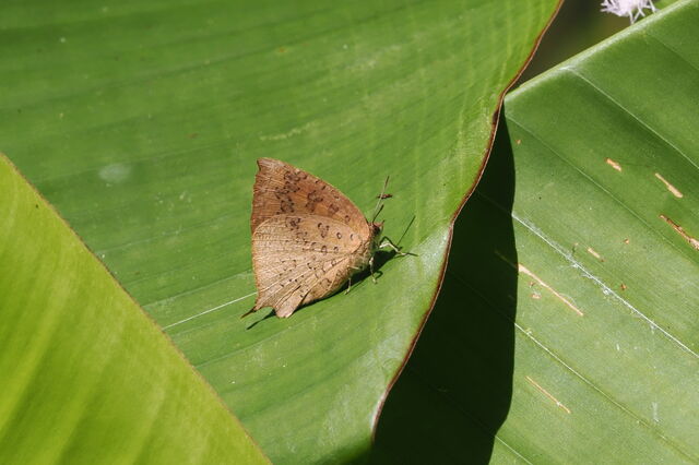 Arhopala comica comica