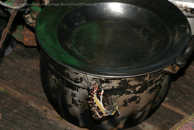 Agatasa calydonia belisama