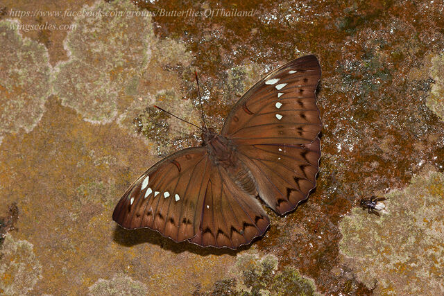 Euthalia teuta affinis