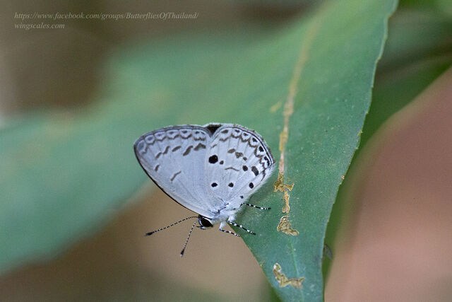 Callenya melaena melaena