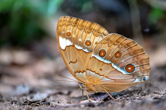 Stichophthalma godfreyi